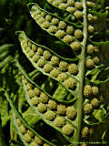 Polypodium vulgare