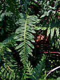 Polypodium vulgare