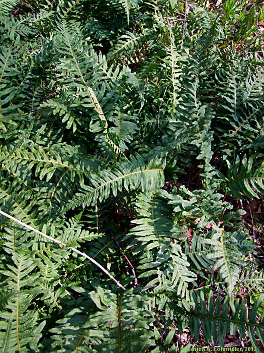 Polypodium vulgare