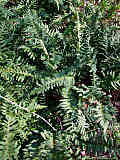 Polypodium vulgare