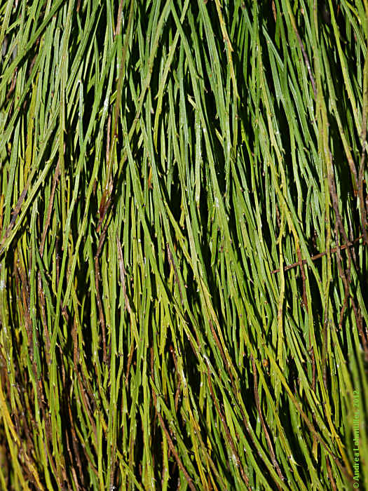 Psilotum nudum