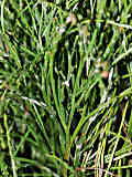 Psilotum nudum