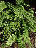 Adiantum pedatum