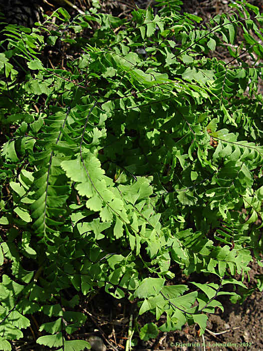 Adiantum pedatum