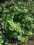 Adiantum pedatum