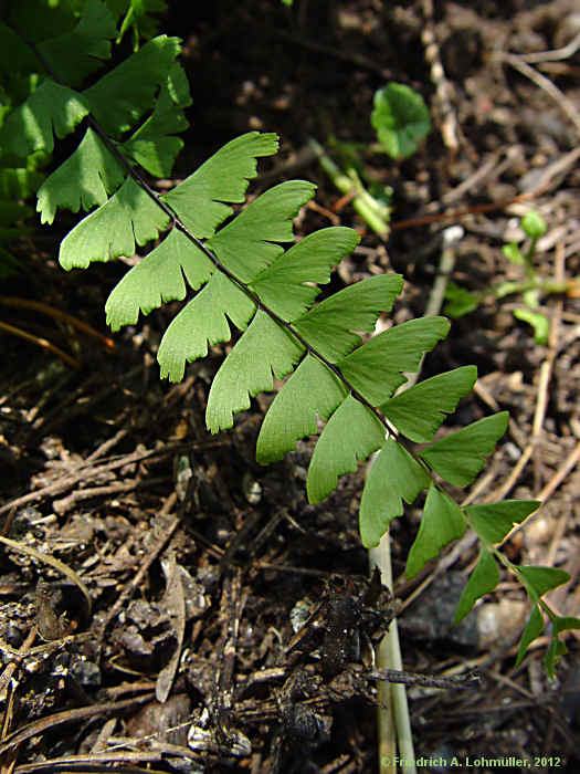 Adiantum pedatum