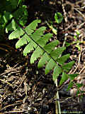 Adiantum pedatum