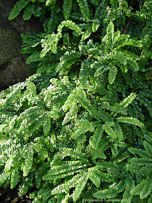 Adiantum pedatum