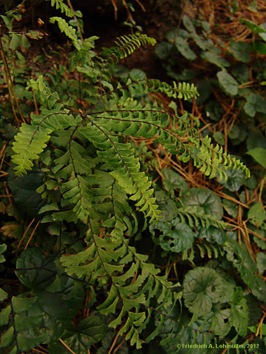 Adiantum pedatum
