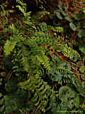 Adiantum pedatum