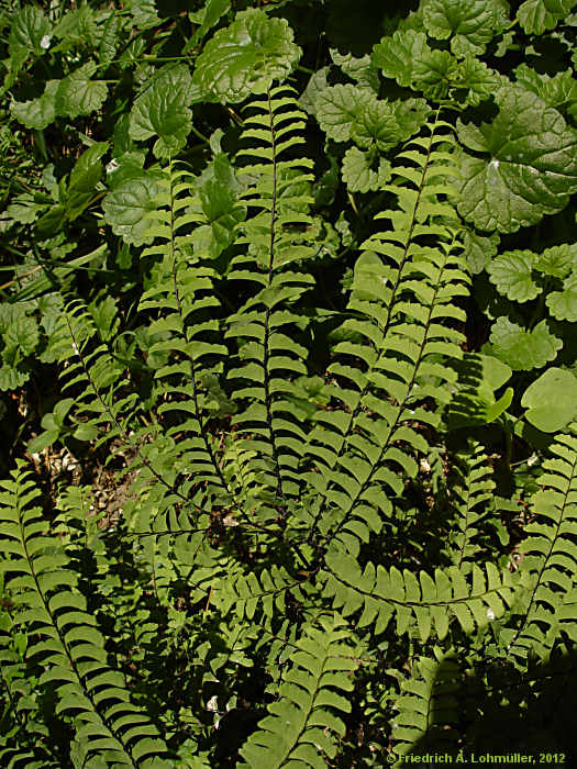 Adiantum pedatum