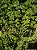 Adiantum pedatum