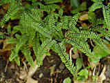 Adiantum pedatum