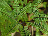 Adiantum pedatum