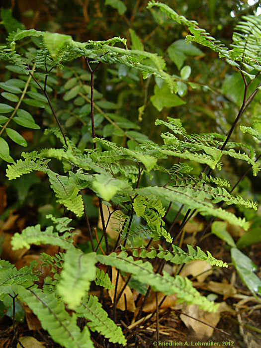 Adiantum pedatum