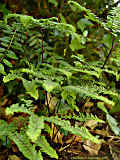 Adiantum pedatum