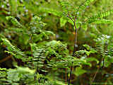 Adiantum pedatum