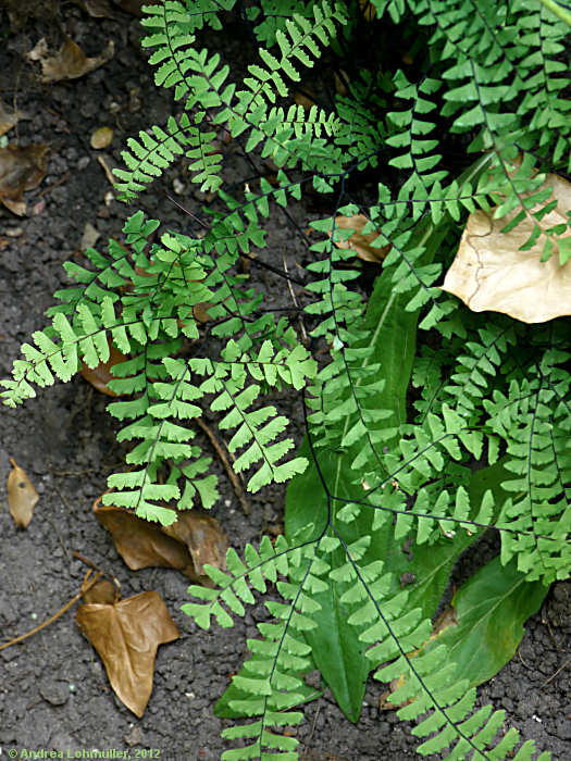 Adiantum pedatum