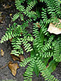 Adiantum pedatum