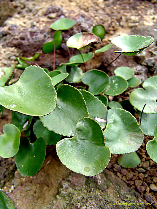 Adiantum reniforme