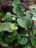 Adiantum reniforme