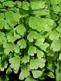 Adiantum