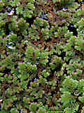 Azolla filiculoides