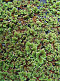 Azolla filiculoides