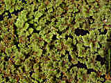 Azolla filiculoides