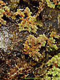 Azolla filiculoides