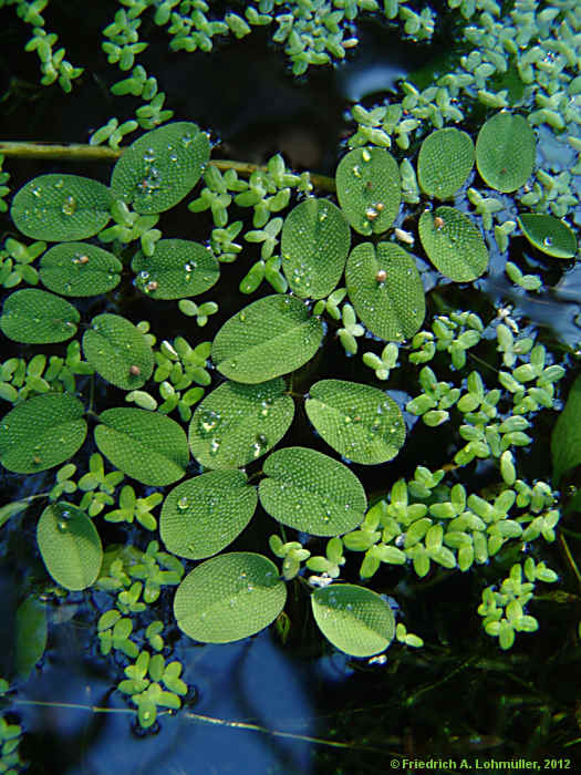 Salvinia natans