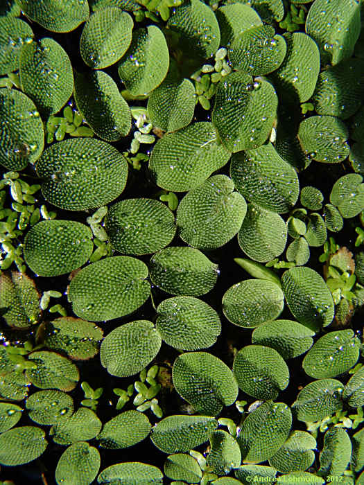 Salvinia natans