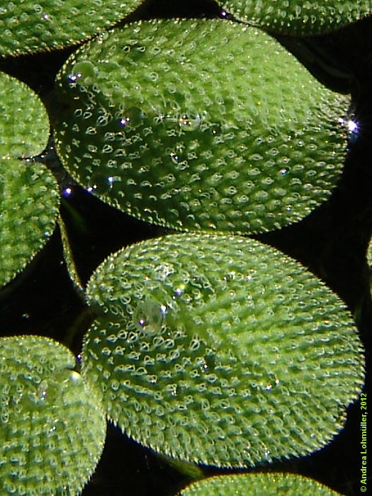 Salvinia natans
