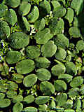 Salvinia natans, Salvinia molesta