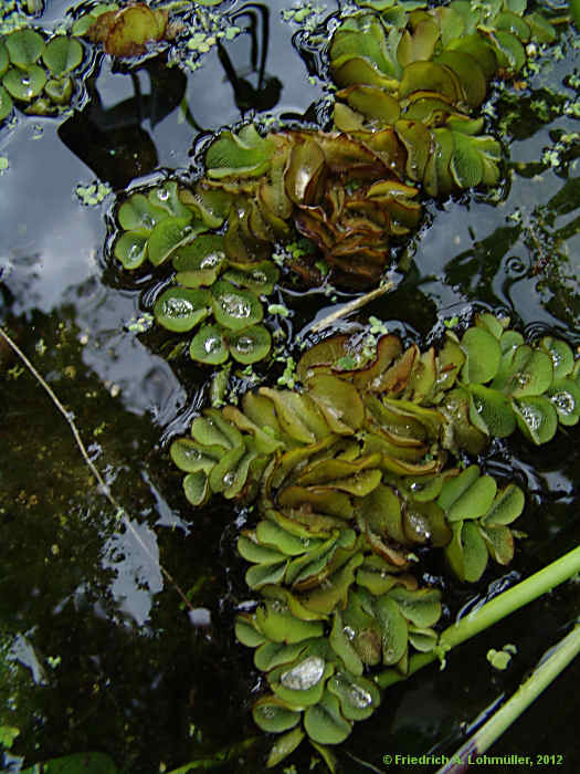 Salvinia molesta