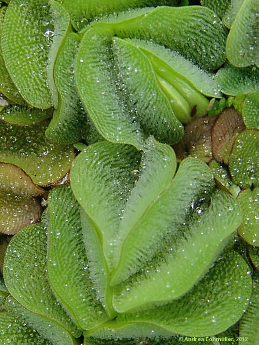 Salvinia molesta