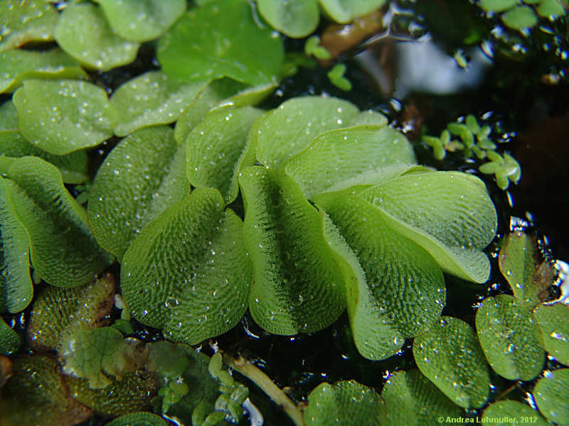 Salvinia molesta