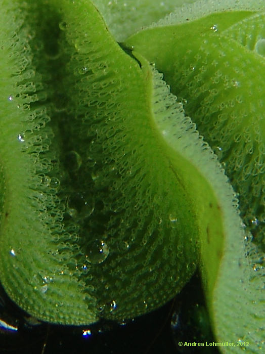Salvinia molesta