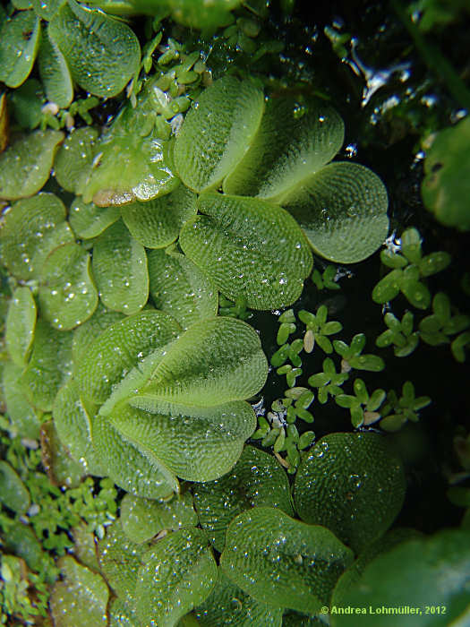Salvinia molesta