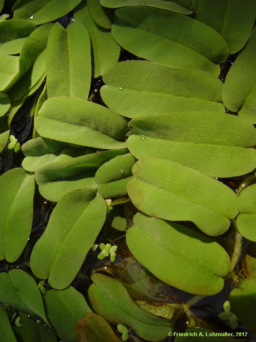 Salvinia oblongifolia