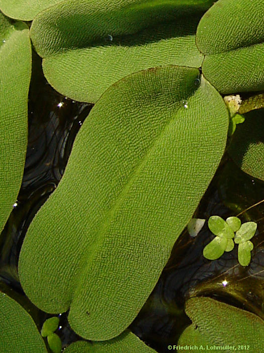 Salvinia oblongifolia