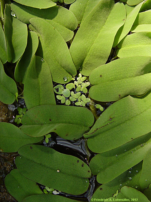 Salvinia oblongifolia