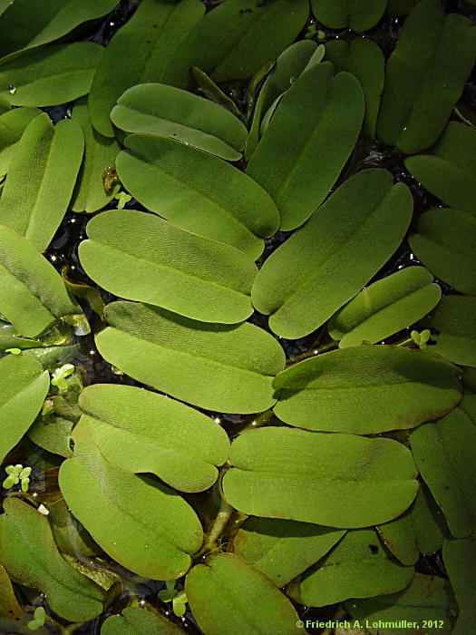 Salvinia oblongifolia