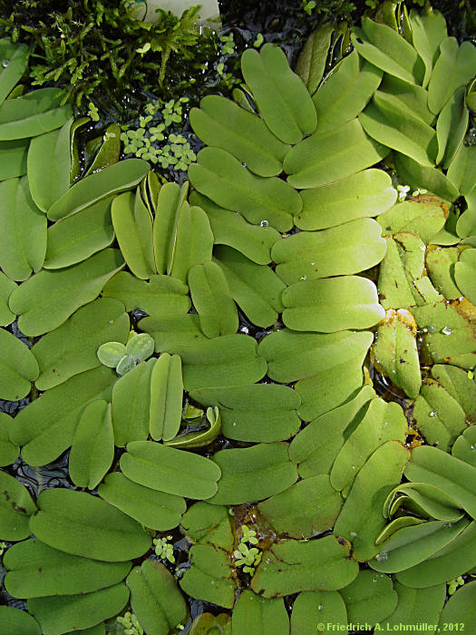 Salvinia oblongifolia