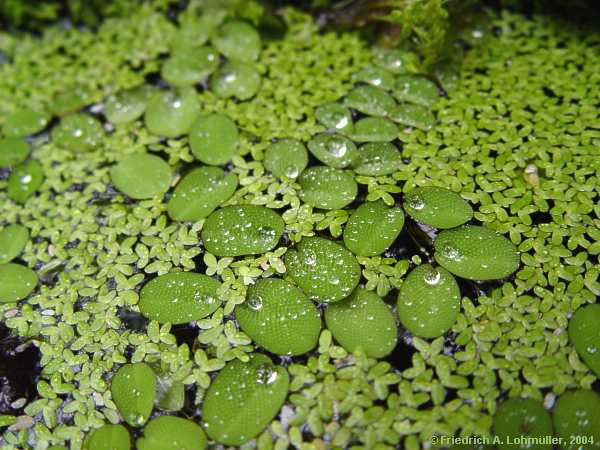 Salvinia natans
