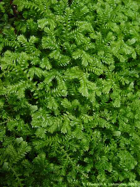 Selaginella kraussiana