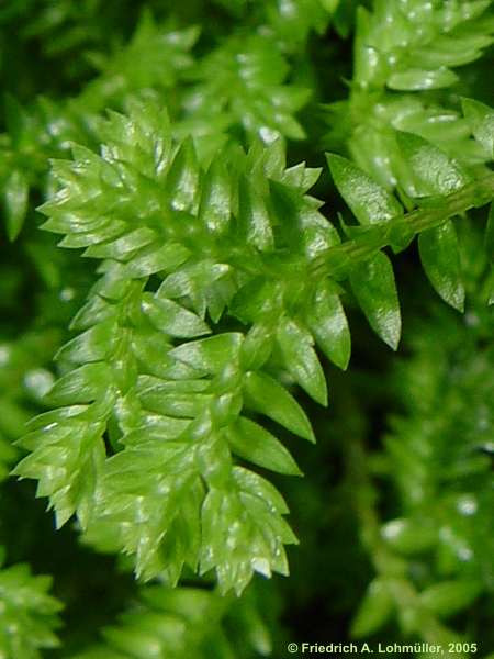 Selaginella kraussiana