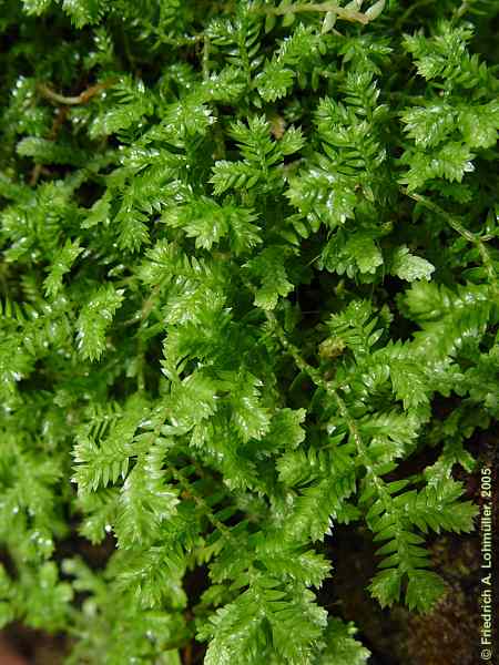 Selaginella kraussiana