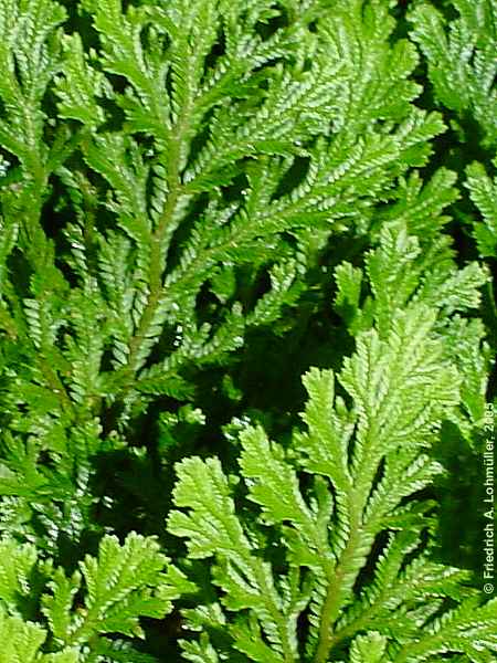 Selaginella martensii