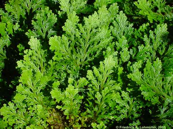 Selaginella martensii